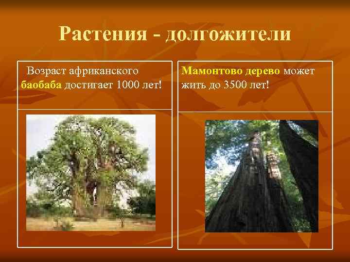 Растения - долгожители Возраст африканского баобаба достигает 1000 лет! Мамонтово дерево может жить до