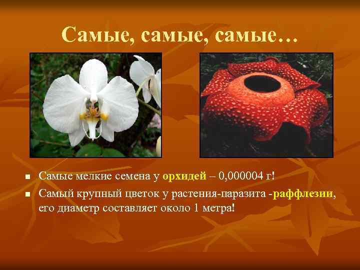 Самые, самые… n n Самые мелкие семена у орхидей – 0, 000004 г! Самый