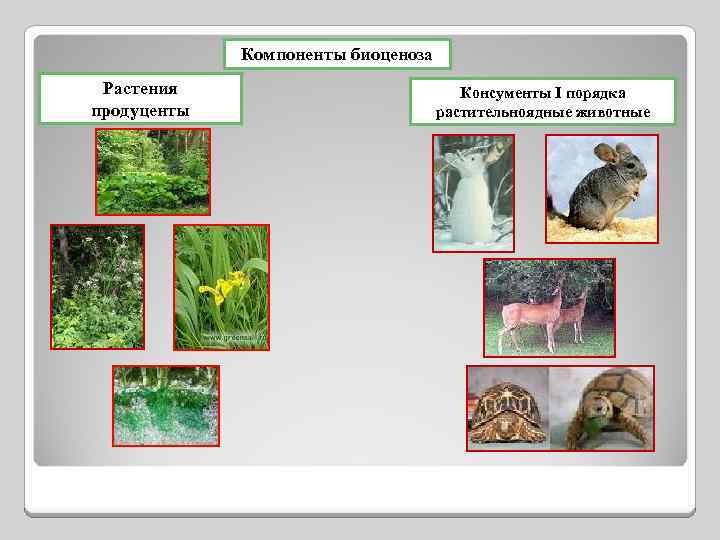 Компоненты биоценоза Растения продуценты Консументы I порядка растительноядные животные 