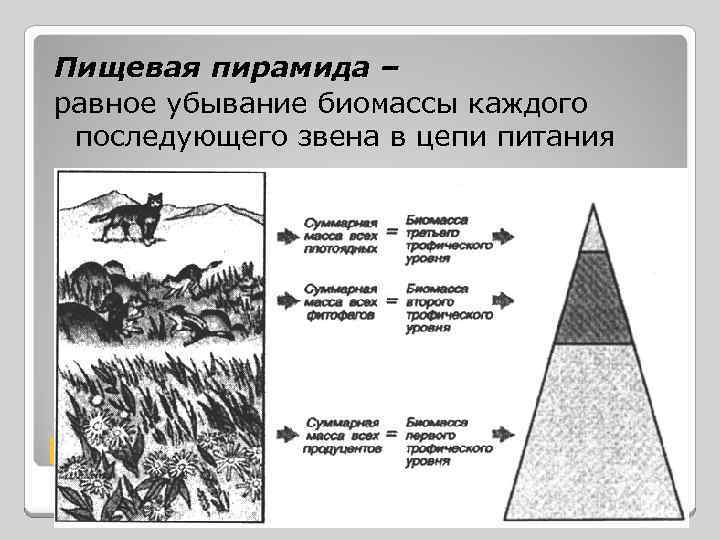 Пищевая пирамида – равное убывание биомассы каждого последующего звена в цепи питания Пирамиды в