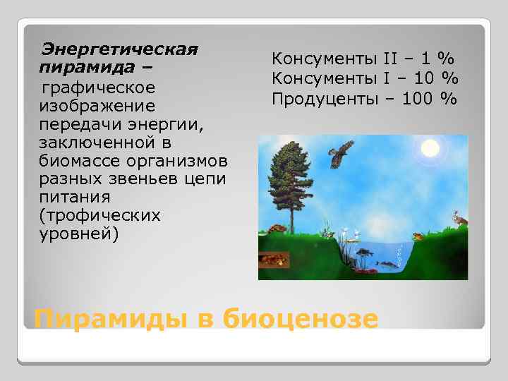 Энергетическая пирамида – графическое изображение передачи энергии, заключенной в биомассе организмов разных звеньев цепи