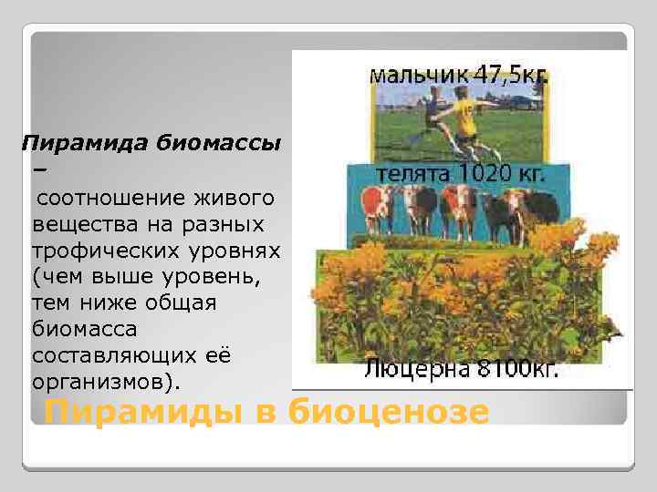 Пирамида биомассы – соотношение живого вещества на разных трофических уровнях (чем выше уровень, тем