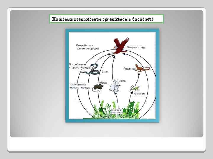 Пищевые взаимосвязи организмов в биоценозе 