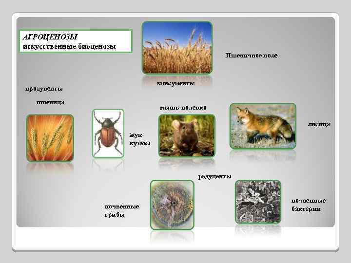 АГРОЦЕНОЗЫ искусственные биоценозы Пшеничное поле консументы продуценты пшеница мышь-полевка лисица жуккузька редуценты почвенные грибы