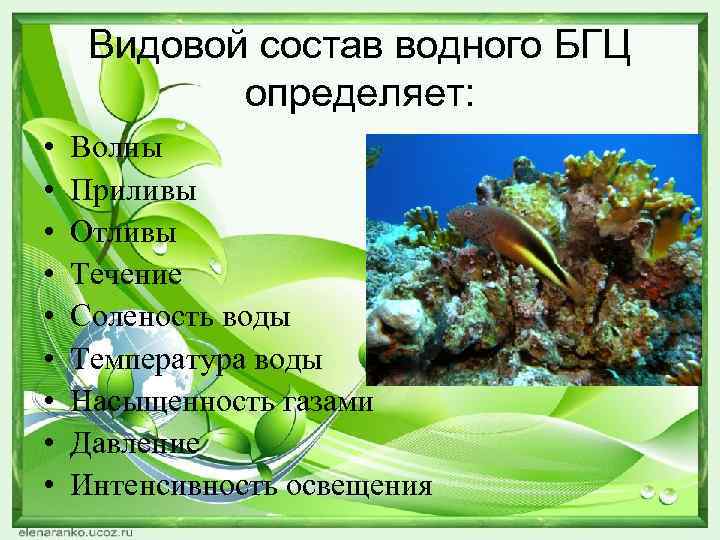 Видовой состав водного БГЦ определяет: • • • Волны Приливы Отливы Течение Соленость воды