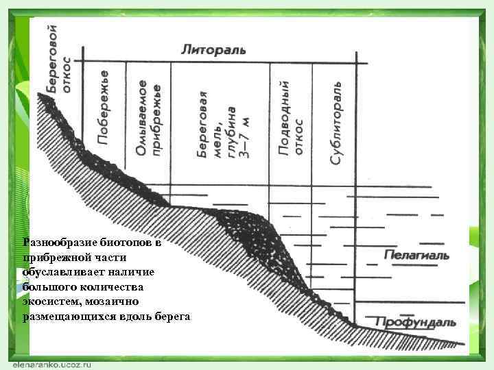 Разнообразие биотопов в прибрежной части обуславливает наличие большого количества экосистем, мозаично размещающихся вдоль берега
