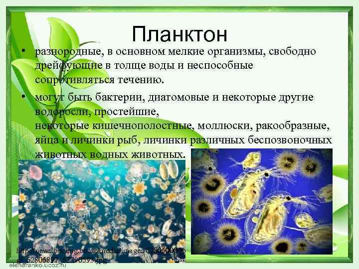 Планктон • разнородные, в основном мелкие организмы, свободно дрейфующие в толще воды и неспособные