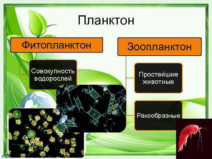 Планктон Фитопланктон Совокупность водорослей Зоопланктон Простейшие животные Ракообразные http: //lifeunderwater. ru/wp-content/uploads/2012/01/15. jpg 