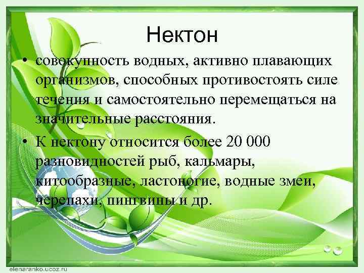 Нектон • совокупность водных, активно плавающих организмов, способных противостоять силе течения и самостоятельно перемещаться