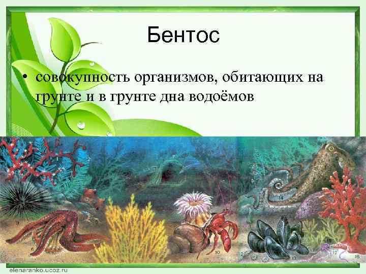 Бентос • совокупность организмов, обитающих на грунте и в грунте дна водоёмов 