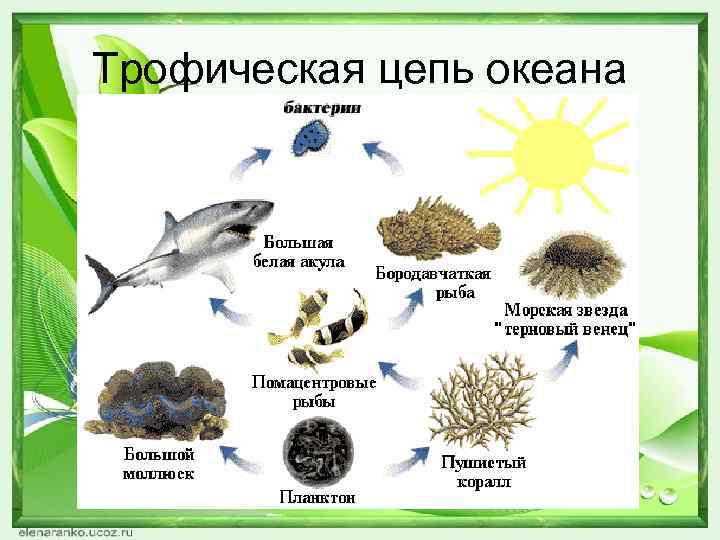 Трофическая цепь океана 