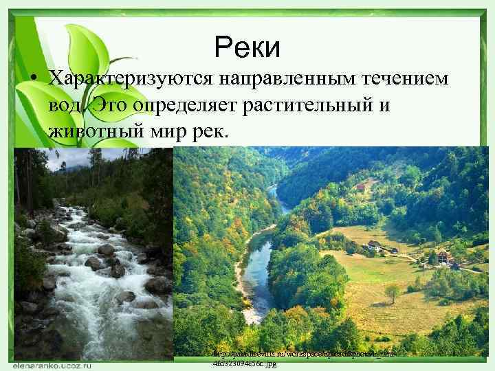 Реки • Характеризуются направленным течением вод. Это определяет растительный и животный мир рек. http: