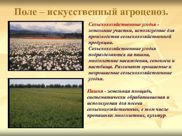 Поле – искусственный агроценоз. Сельскохозяйственные угодья земельные участки, используемые для производства сельскохозяйственной продукции. Сельскохозяйственные