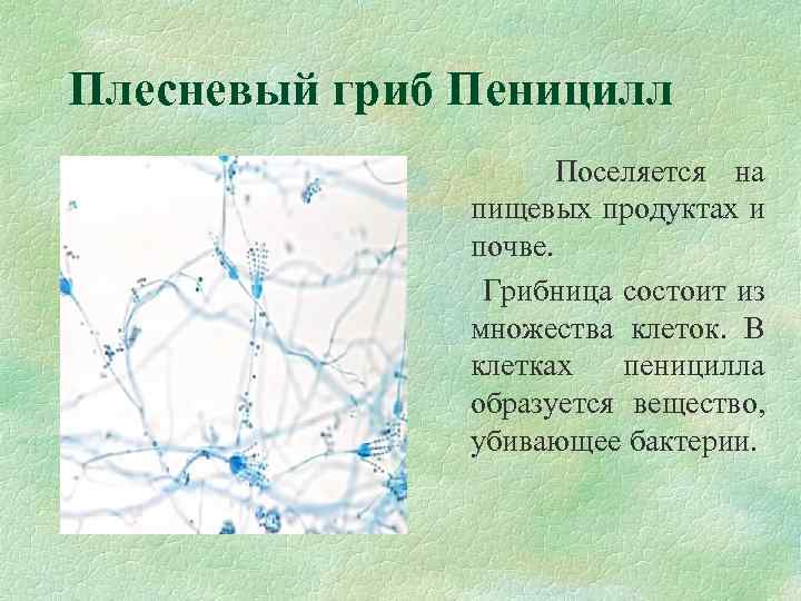 Плесневый гриб Пеницилл Поселяется на пищевых продуктах и почве. Грибница состоит из множества клеток.