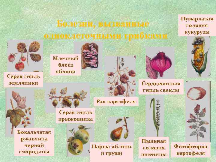 Пузырчатая головня кукурузы Болезни, вызванные одноклеточными грибками Серая гниль земляники Млечный блеск яблони Сердцевинная