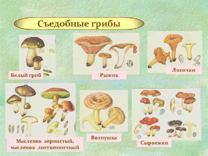 Съедобные грибы Белый гриб Масленок зернистый, масленок лиственничный Лисички Рыжик Волнушка Сыроежки 