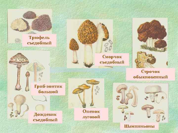 Трюфель съедобный Сморчок съедобный Строчок обыкновенный Гриб-зонтик большой Дождевик съедобный Опенок луговой Шампиньоны 