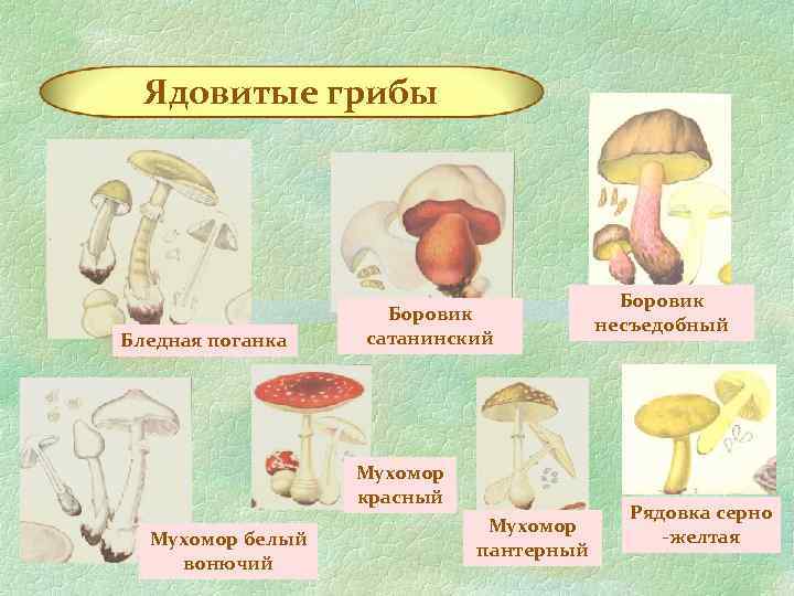 Наука изучающая грибы называется