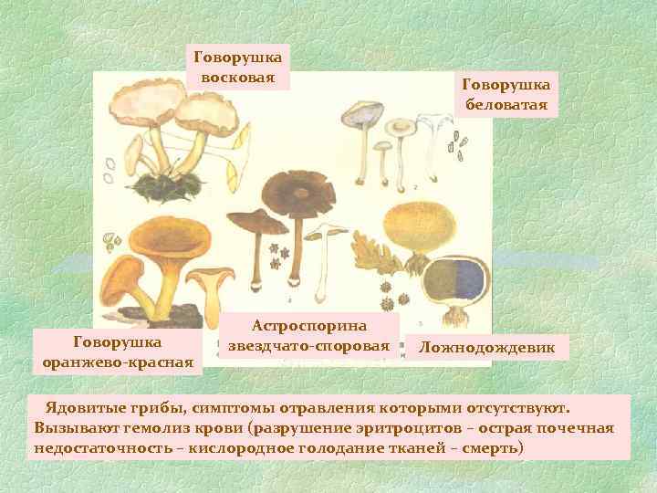 Говорушка восковая Говорушка оранжево-красная Астроспорина звездчато-споровая Говорушка беловатая Ложнодождевик Ядовитые грибы, симптомы отравления которыми