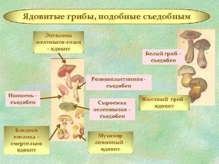 Ядовитые грибы, подобные съедобным Энтолома желтовато-сизая – ядовит Белый гриб – съедобен Розовопластинник– съедобен