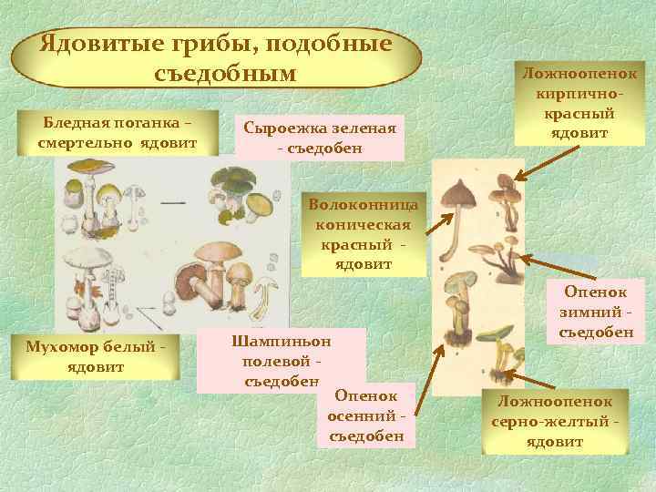 Ядовитые грибы, подобные съедобным Бледная поганка – смертельно ядовит Сыроежка зеленая - съедобен Ложноопенок