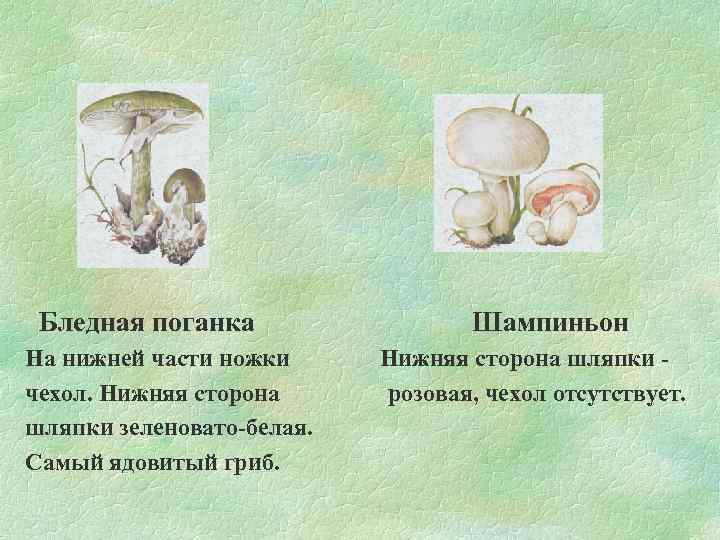 Бледная поганка На нижней части ножки чехол. Нижняя сторона шляпки зеленовато-белая. Самый ядовитый гриб.