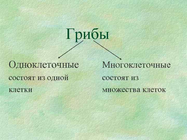 Грибы Одноклеточные Многоклеточные состоят из одной клетки состоят из множества клеток 