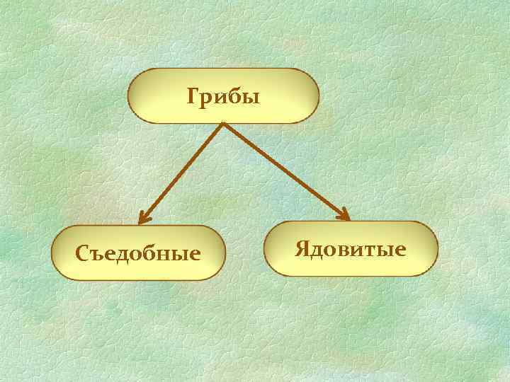 Грибы Съедобные Ядовитые 