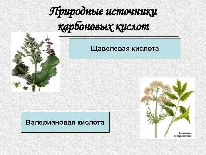 Природные источники карбоновых кислот Щавелевая кислота Валериановая кислота 