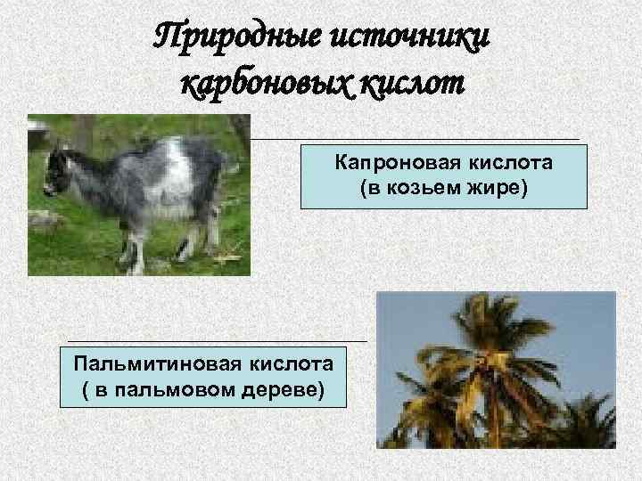 Природные источники карбоновых кислот Капроновая кислота (в козьем жире) Пальмитиновая кислота ( в пальмовом