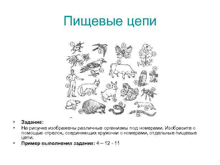 Пищевые цепи • • • Задание: На рисунке изображены различные организмы под номерами. Изобразите