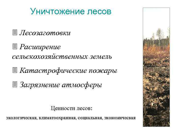 Уничтожение лесов 3 Лесозаготовки 3 Расширение сельскохозяйственных земель 3 Катастрофические пожары 3 Загрязнение атмосферы