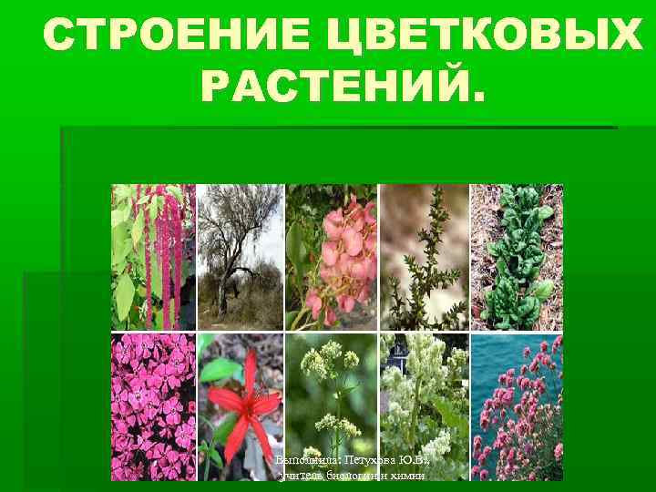 СТРОЕНИЕ ЦВЕТКОВЫХ РАСТЕНИЙ. Выполнила: Петухова Ю. В. , учитель биологии и химии 