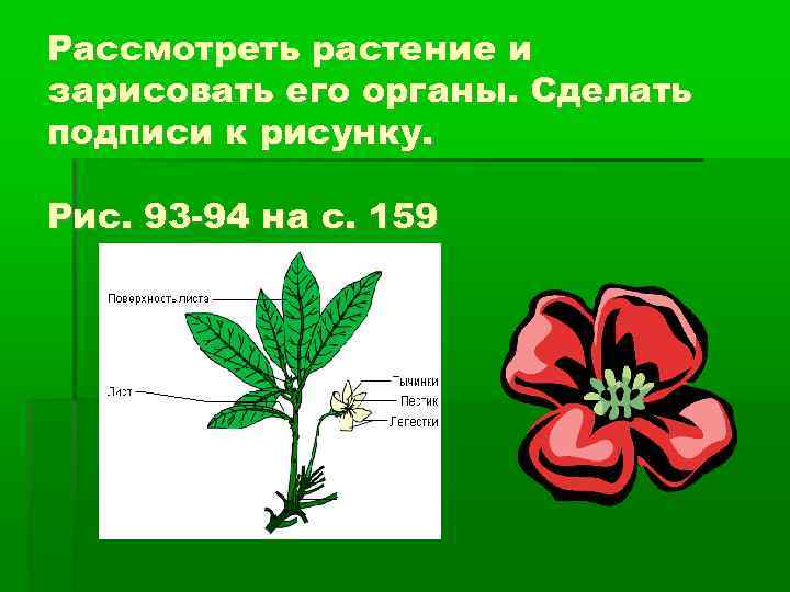 Рассмотреть растение и зарисовать его органы. Сделать подписи к рисунку. Рис. 93 -94 на
