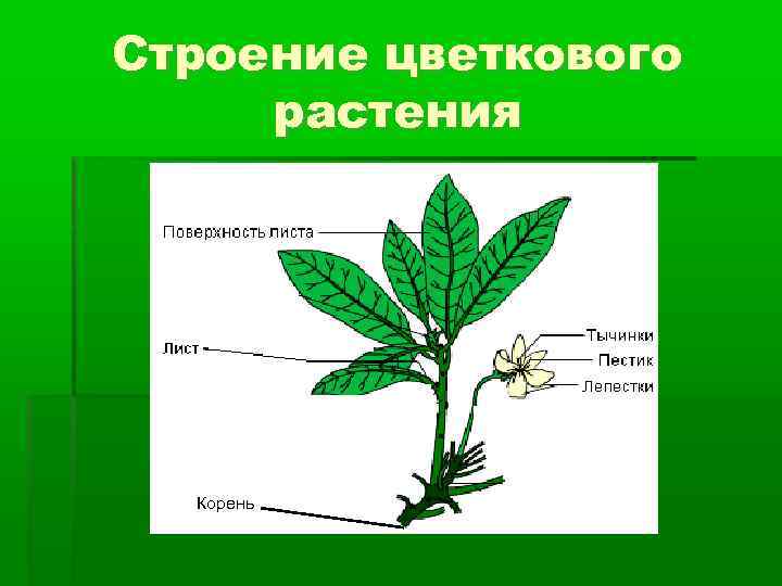 Строение цветкового растения Корень 