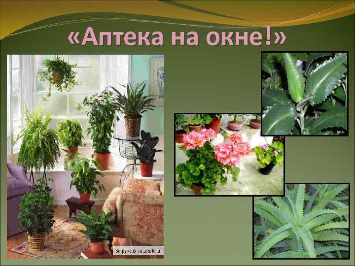  «Аптека на окне!» 