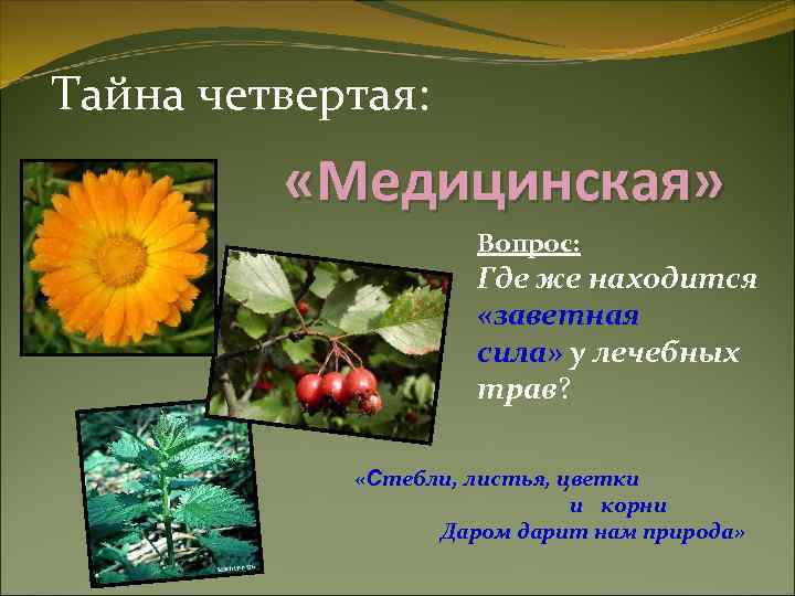 Тайна четвертая: «Медицинская» Вопрос: Где же находится «заветная сила» у лечебных трав? «Стебли, листья,