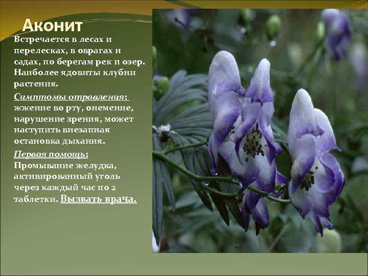 Аконит Встречается в лесах и перелесках, в оврагах и садах, по берегам рек и