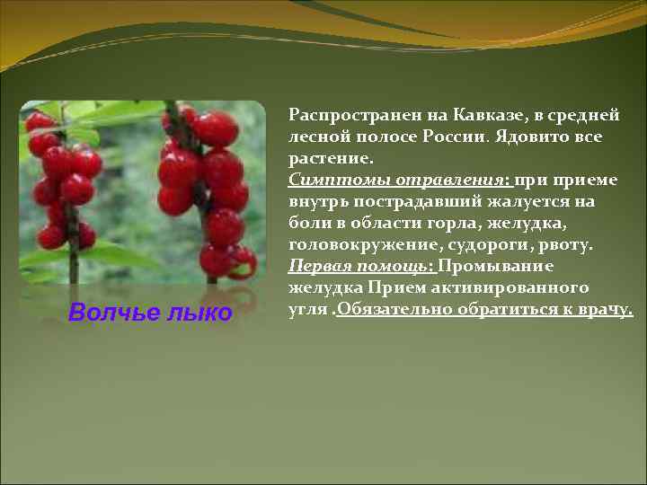 Волчье лыко Распространен на Кавказе, в средней лесной полосе России. Ядовито все растение. Симптомы