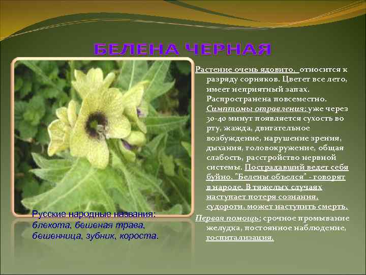 Русские народные названия: блекота, бешеная трава, бешенница, зубник, короста. Растение очень ядовито, относится к