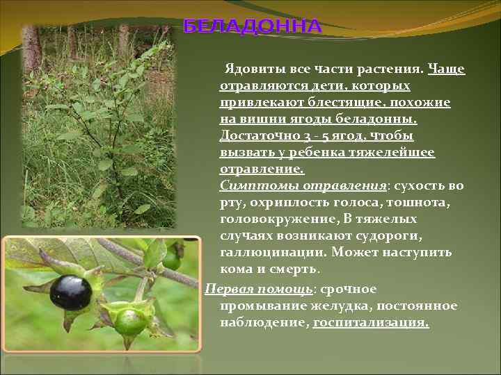 Ядовиты все части растения. Чаще отравляются дети, которых привлекают блестящие, похожие на вишни ягоды