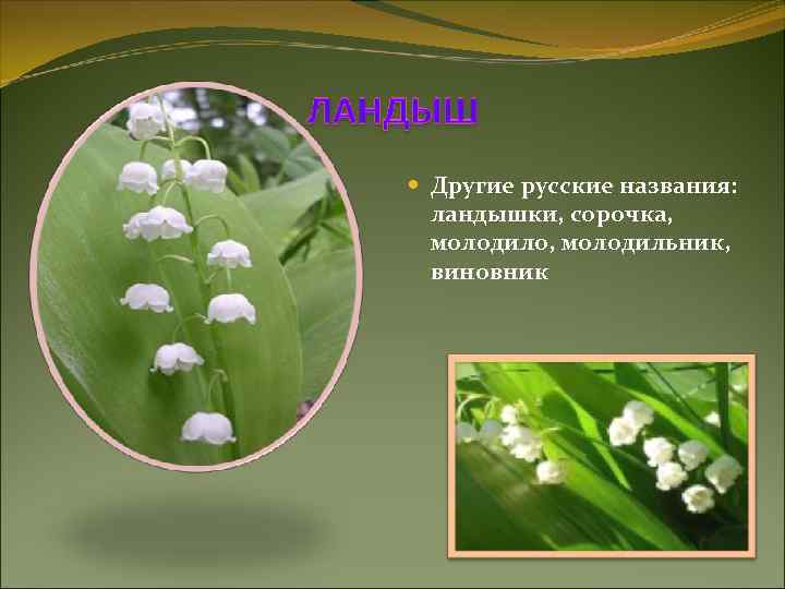  Другие русские названия: ландышки, сорочка, молодило, молодильник, виновник 