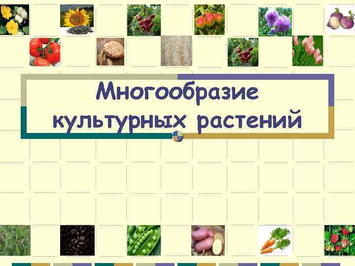 Многообразие культурных растений 