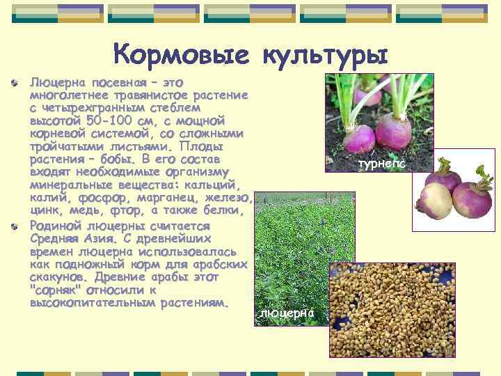 Кормовые культуры Люцерна посевная – это многолетнее травянистое растение с четырехгранным стеблем высотой 50