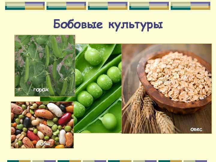 Бобовые культуры горох овес бобы 