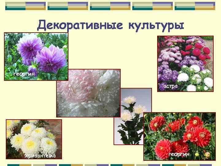 Декоративные культуры георгин астра хризантема георгин 