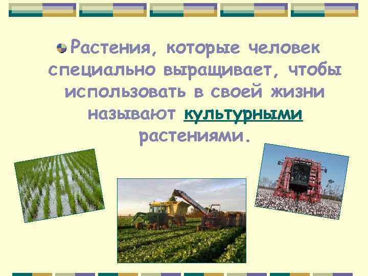 Растения, которые человек специально выращивает, чтобы использовать в своей жизни называют культурными растениями. 