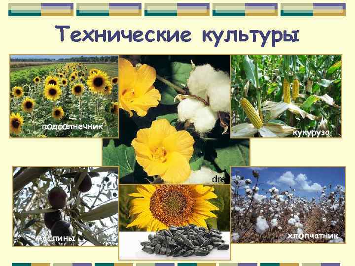 Технические культуры подсолнечник маслины кукуруза хлопчатник 