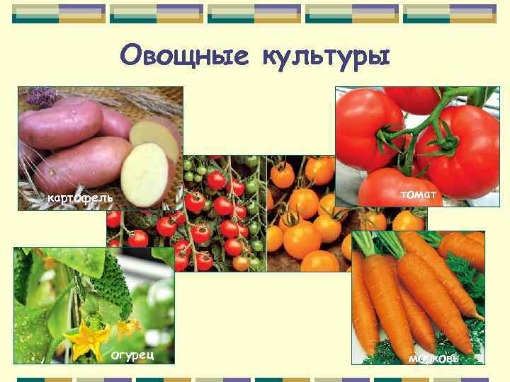 Овощные культуры картофель огурец томат морковь 