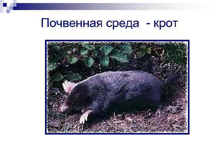 Почвенная среда - крот 